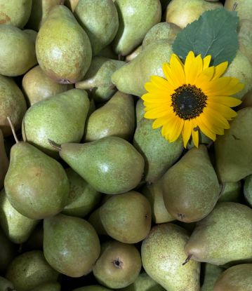 Show details for Birnen Novemberbirne 1kg Picture of Birnen Novemberbirne 1kg