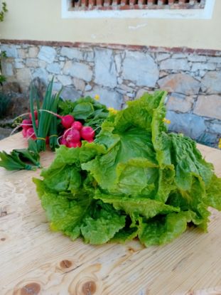 Zeige Details für Salat Grazer Krauthäuptel Bild von Salat Grazer Krauthäuptel