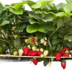 Bild von Erdbeeren 250 g