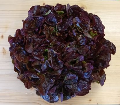 Zeige Details für Salat rot Bild von Salat rot
