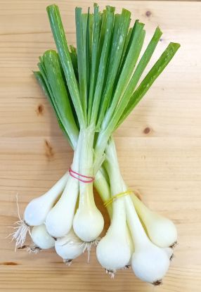 Zeige Details für Jungzwiebel Bild von Jungzwiebel