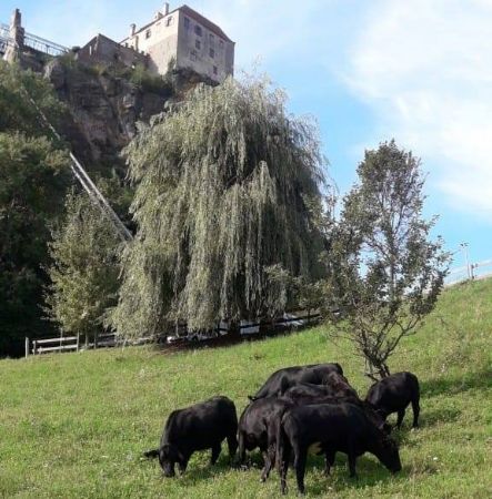 Picture for vendor Biohof Posch