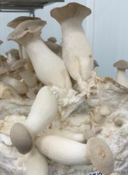 Bild von Pilze Kräuterseitling 250g