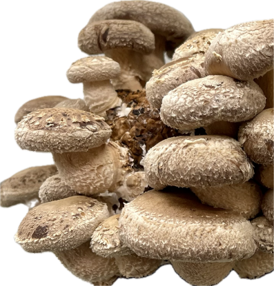 Bild von Pilze Shiitake 200g