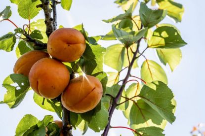 Picture of Marillen 1 kg